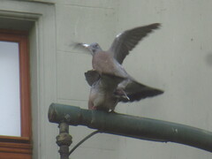 Columba palumbus