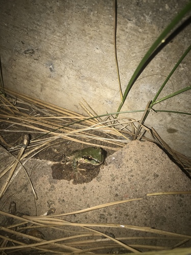 iNaturalist observation photo of Pacific chorus frog