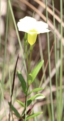 Angadenia berteroi
