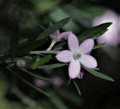Eriostemon australasius