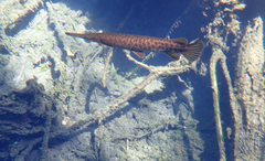 Lepisosteus platyrhincus