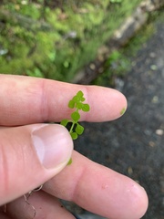 Callitriche muelleri