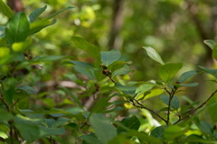 Ilex laevigata