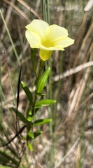 Angadenia berteroi