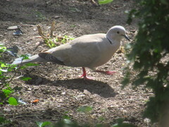 Streptopelia decaocto