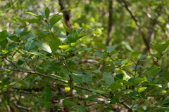 Ilex laevigata