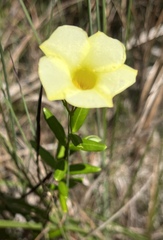 Angadenia berteroi