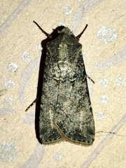 Agrotis