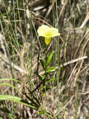 Angadenia berteroi