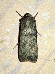 Agrotis