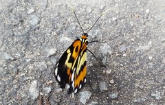 Placidina euryanassa