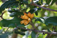 Burchellia bubalina