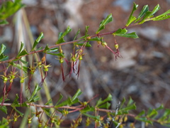 Dodonaea triangularis