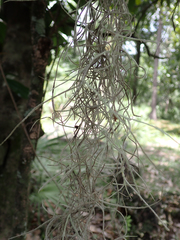 Tillandsia usneoides
