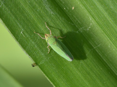 Draeculacephala quetzalcoatli