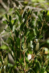 Morella cerifera