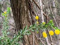 Acacia paradoxa