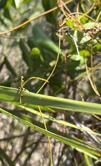 Cassytha filiformis