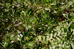 Morella cerifera