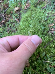 Pterostylis trullifolia