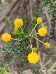 Acacia paradoxa