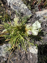 Gentiana algida