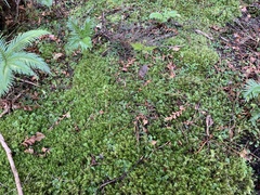 Pterostylis trullifolia