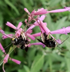Melissodes bimaculatus