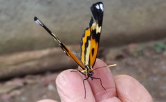 Placidina euryanassa