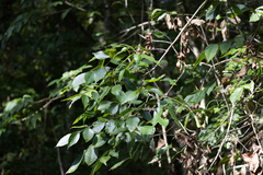 Fraxinus caroliniana