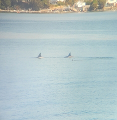 Orcinus orca