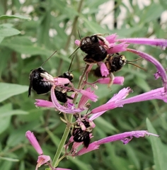 Melissodes bimaculatus