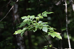 Fraxinus caroliniana