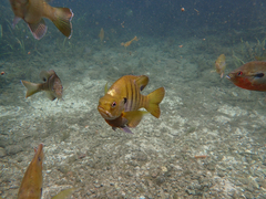 Lepomis macrochirus purpurascens