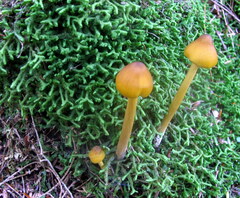Entoloma luteum