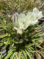 Gentiana algida