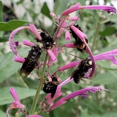 Melissodes bimaculatus