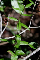 Eupatorium pilosum