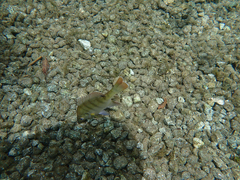 Lepomis macrochirus purpurascens