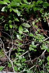 Eupatorium pilosum