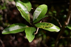 Phyllocnistis magnoliella