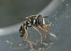 Paragus pecchiolii
