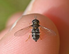 Paragus pecchiolii