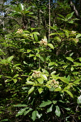 Viburnum nudum