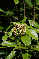 Viburnum nudum