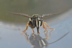 Paragus pecchiolii