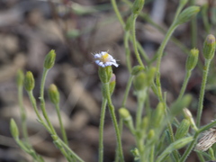 Vittadinia