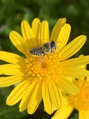 Eutricharaea