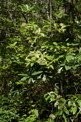 Viburnum nudum