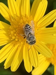 Eutricharaea